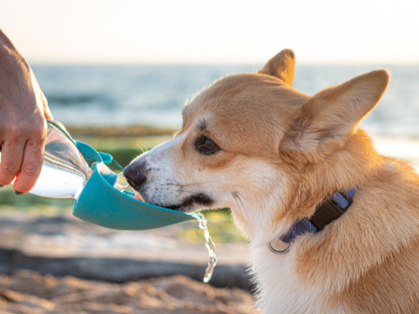 犬に必要な水分量はどのくらい？計算してみよう！